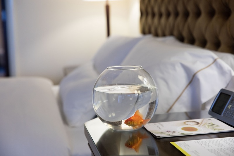 Guests at The Westin Mina Seyahi can request for goldfish in their rooms as part of the 'Westin Wellness' initiative.